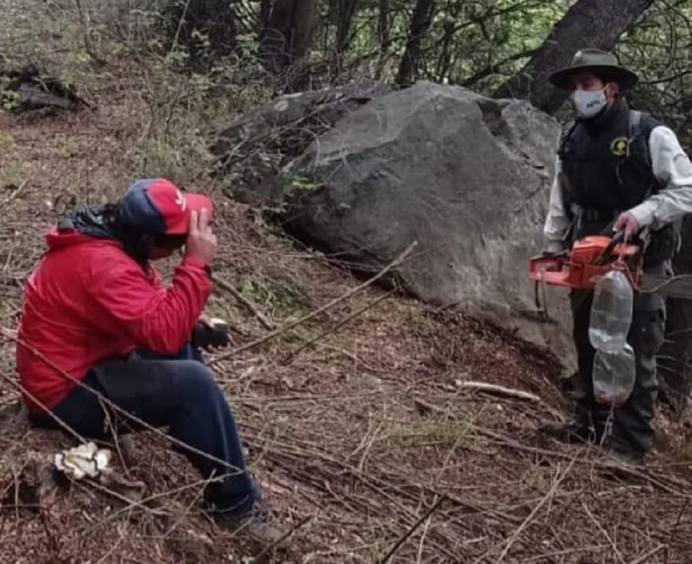 Atraparon a personas cortando árboles nativos