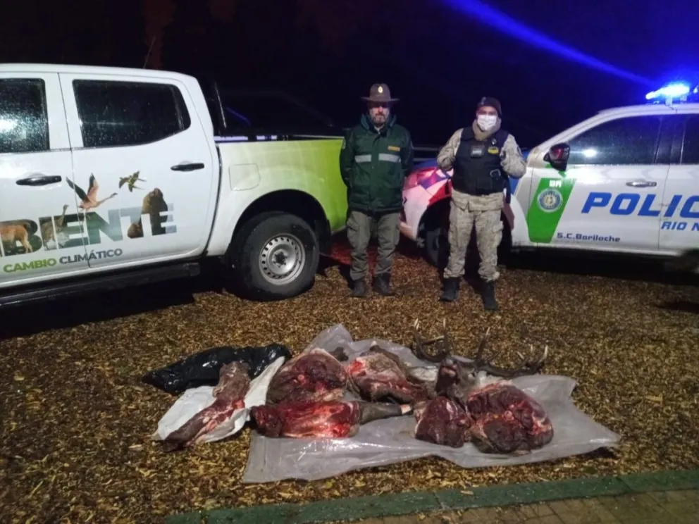 Fuerte operativo al transporte ilegal de animales  y carne