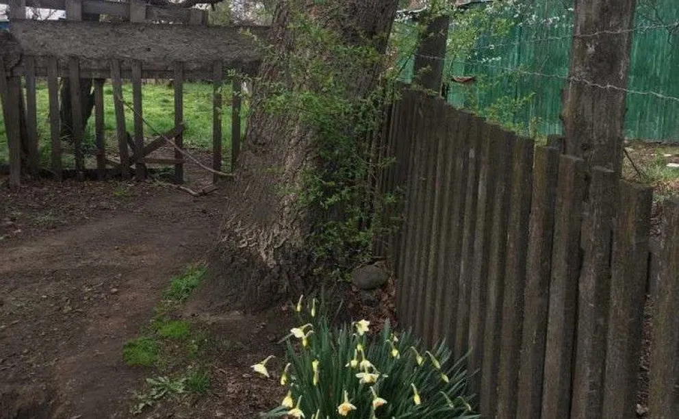 Una medida judicial evitó que se corte un nogal